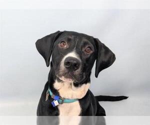 Labrador Retriever Dogs for adoption in Fort Collins, CO, USA