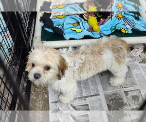 Zuchon Dogs for adoption in Mukwonago, WI, USA