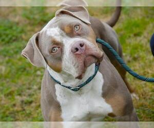 American Bulldog Dogs for adoption in Tallahassee, FL, USA