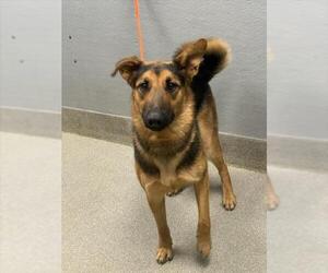 Medium Photo #1 German Shepherd Dog-Unknown Mix Puppy For Sale in Las Vegas, NV, USA