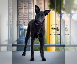 Border Collie-Unknown Mix Dogs for adoption in Salt Lake City, UT, USA