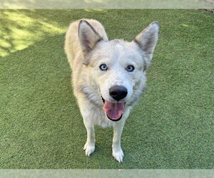 Siberian Husky Dogs for adoption in Ojai, CA, USA