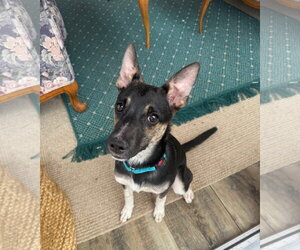 Chihuahua-German Shepherd Dog Mix Dogs for adoption in New London, WI, USA