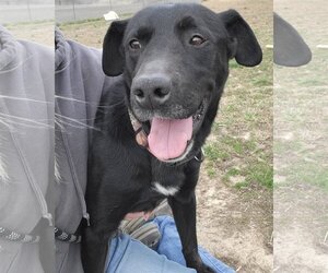 American Pit Bull Terrier-Labrador Retriever Mix Dogs for adoption in Fairfield, IL, USA