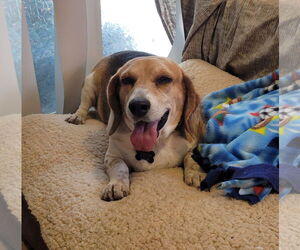 Beagle Dogs for adoption in Las Vegas, NV, USA