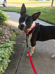 American Boston Bull Terrier Dogs for adoption in Princeton, MN, USA