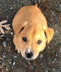 Labrador Retriever Dogs for adoption in SHERBURNE, NY, USA