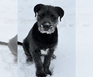Irish Wolfhound-Labrador Retriever Mix Dogs for adoption in Princeton, MN, USA