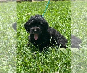 Mutt Dogs for adoption in HOPKINSVILLE/PRINCETON, KY, NH, USA