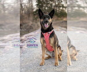 Mutt Dogs for adoption in Omaha, NE, USA