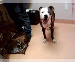 American Pit Bull Terrier Dogs for adoption in Martinez, CA, USA