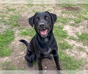 Labrador Retriever Dogs for adoption in Orange, CA, USA
