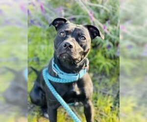 Staffordshire Bull Terrier Dogs for adoption in Salinas, CA, USA