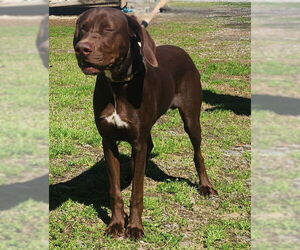 German Shorthaired Pointer-Unknown Mix Dogs for adoption in Wetumpka, AL, USA