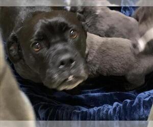 American Bulldog-Unknown Mix Dogs for adoption in Tulsa, OK, USA