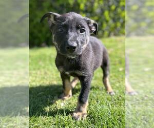 Mutt Dogs for adoption in Rancho Santa Margarita, CA, USA