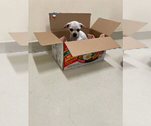 Chihuahua Dogs for adoption in Fremont, CA, USA