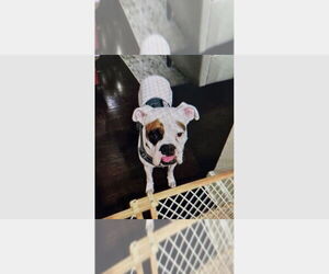 Boxer Dogs for adoption in Austin, TX, USA