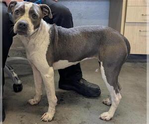 American Pit Bull Terrier-Labrador Retriever Mix Dogs for adoption in Camarillo, CA, USA
