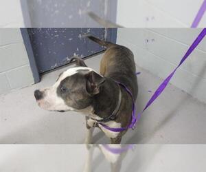 American Pit Bull Terrier Dogs for adoption in Augusta, GA, USA