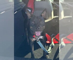 Mutt Dogs for adoption in San Diego, CA, USA