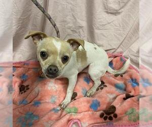 Chihuahua-Unknown Mix Dogs for adoption in Modesto, CA, USA