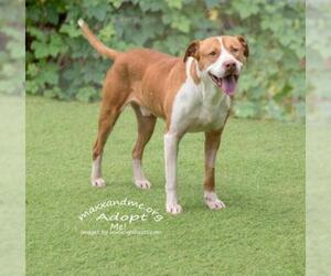 American Pit Bull Terrier-Retriever  Mix Dogs for adoption in Tampa, FL, USA