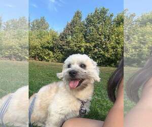 Mal-Shi Dogs for adoption in Princeton, MN, USA