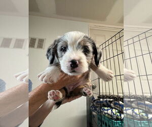 Mutt Dogs for adoption in Sequim, WA, USA