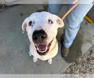 Mutt Dogs for adoption in Santa Rosa, CA, USA