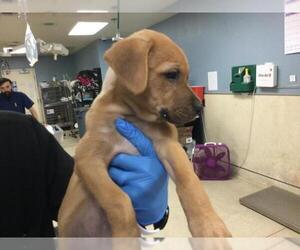 German Shepherd Dog-Unknown Mix Dogs for adoption in Riverside, CA, USA