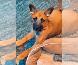 Mutt Dogs for adoption in Minneapolis, MN, USA