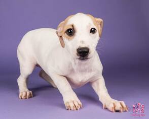 American Staffordshire Terrier-Jack Russell Terrier Mix Dogs for adoption in Chester, VA, USA