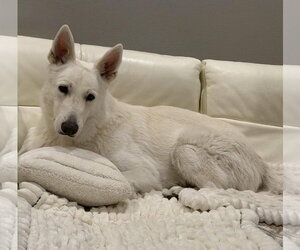 - Mix Dogs for adoption in Hoffman Estates, IL, USA