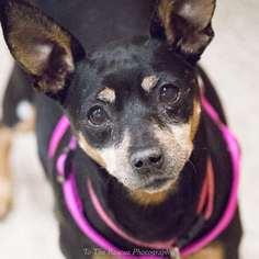 Miniature Pinscher Dogs for adoption in Anchorage, AK, USA