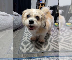 Shih Tzu-Unknown Mix Dogs for adoption in PIPE CREEK, TX, USA