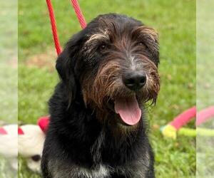 Mutt Dogs for adoption in Yardley, PA, USA