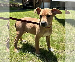 Catahoula Leopard Dog-Unknown Mix Dogs for adoption in Sterling, MA, USA