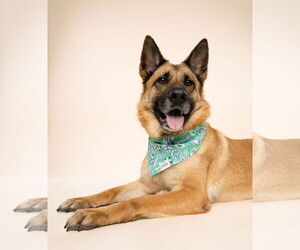 German Shepherd Dog Dogs for adoption in miami, FL, USA