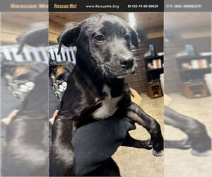 American Pit Bull Terrier-Labrador Retriever Mix Dogs for adoption in Benton, PA, USA