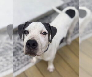 American Pit Bull Terrier-Unknown Mix Dogs for adoption in Cary, NC, USA