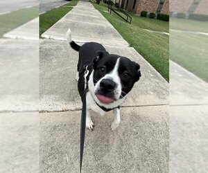 Border Collie Dogs for adoption in San Antonio, TX, USA