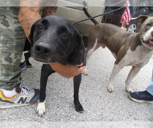 Labrador Retriever-Unknown Mix Dogs for adoption in Ocala, FL, USA