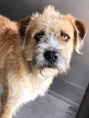 Border Terrier-Unknown Mix Dogs for adoption in valley center, CA, USA