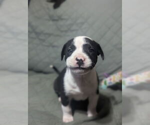 Mutt Dogs for adoption in Polson, MT, USA