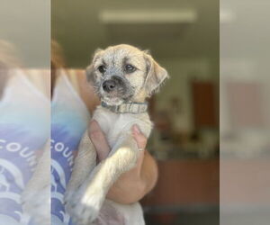 Pug-Shih Tzu Mix Dogs for adoption in Santa Cruz, CA, USA