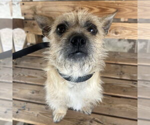 Mutt Dogs for adoption in Chico, CA, USA