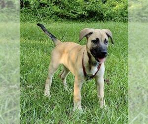 Mutt Dogs for adoption in Social Circle, GA, USA