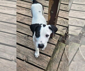 Mutt Dogs for adoption in New London, WI, USA