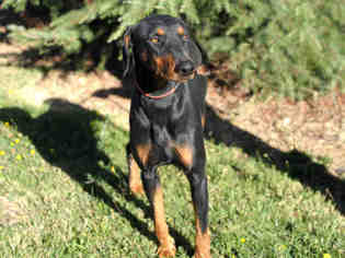 Doberman Pinscher Dogs for adoption in Placerville, CA, USA